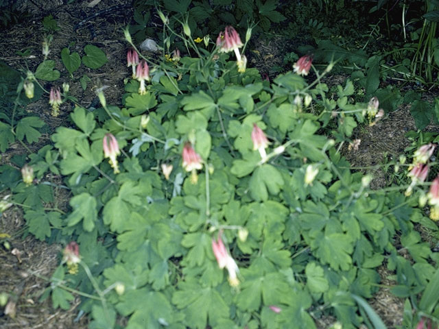 Aquilegia canadensis (Eastern red columbine) #5378