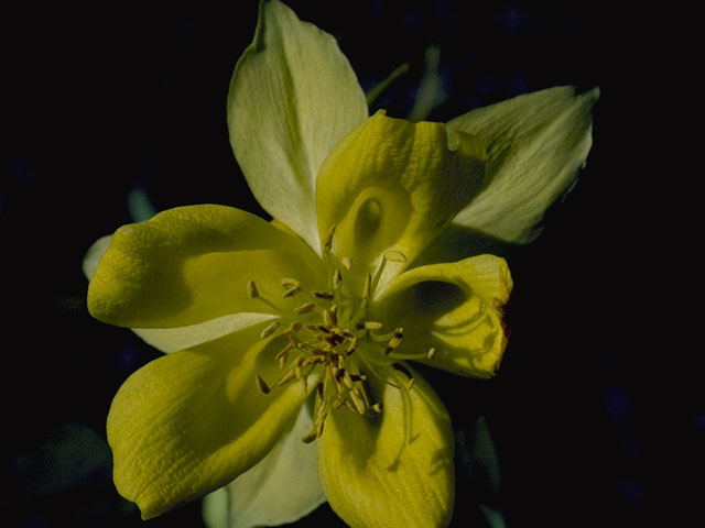 Aquilegia chrysantha var. hinckleyana (Hinckley's golden columbine) #5381