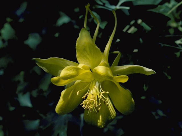Aquilegia chrysantha var. hinckleyana (Hinckley's golden columbine) #5382