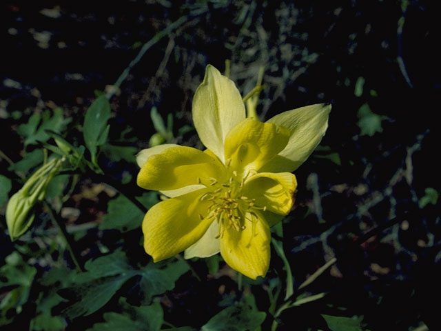 Aquilegia chrysantha var. hinckleyana (Hinckley's golden columbine) #5383