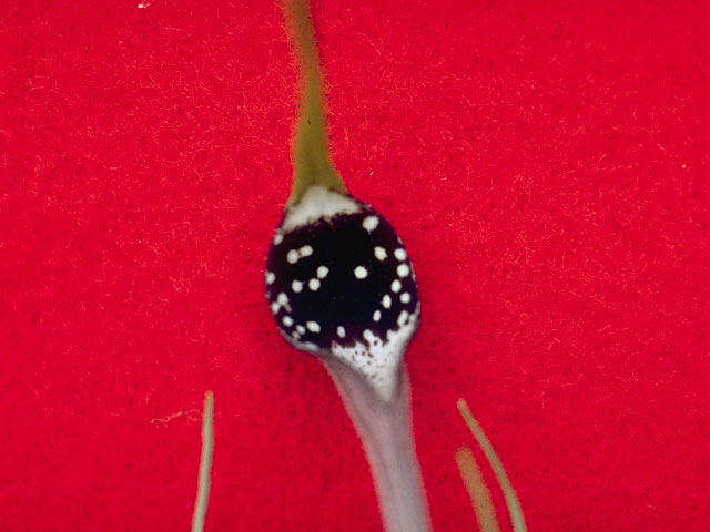 Aristolochia erecta (Swanflower) #5397