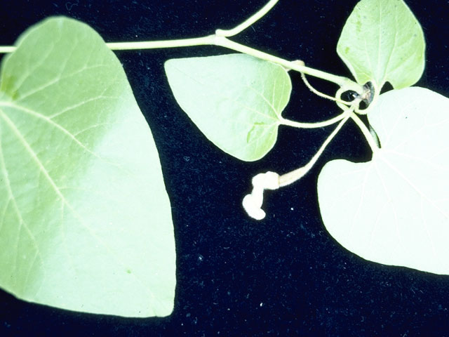Aristolochia tomentosa (Woolly dutchman's pipe) #5400
