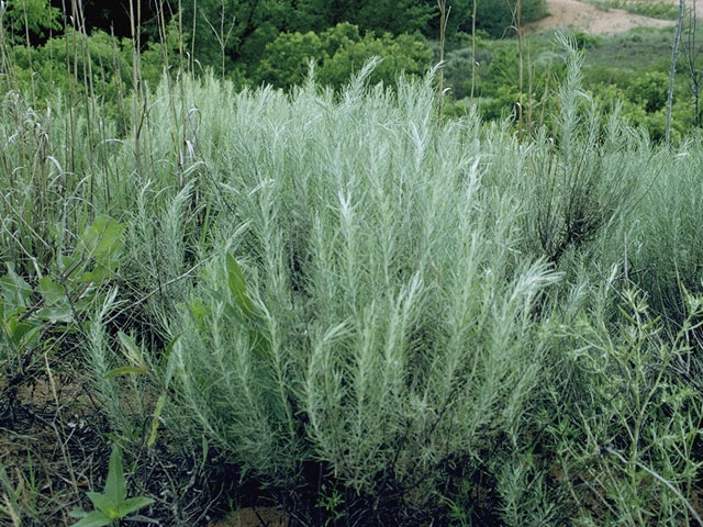 Artemisia filifolia (Sand sagebrush) #5402