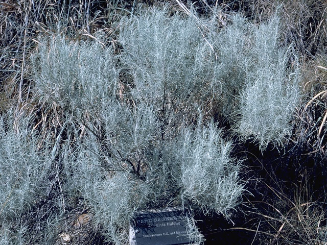 Artemisia filifolia (Sand sagebrush) #5403