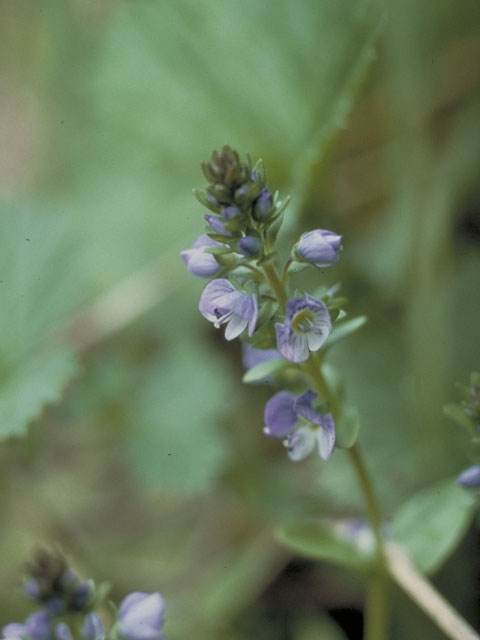 Veronica serpyllifolia ssp. humifusa (Brightblue speedwell) #5434