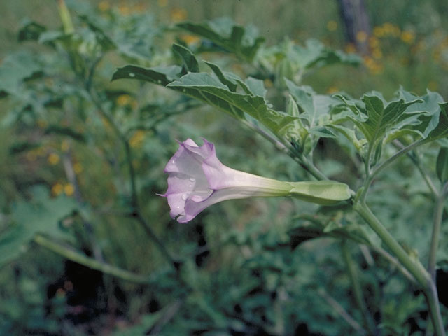 Datura quercifolia (Chinese thorn-apple) #5464