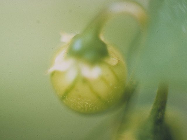 Physalis heterophylla (Clammy groundcherry) #5491