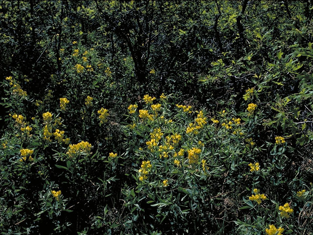 Thermopsis montana (Mountain goldenbanner) #5499