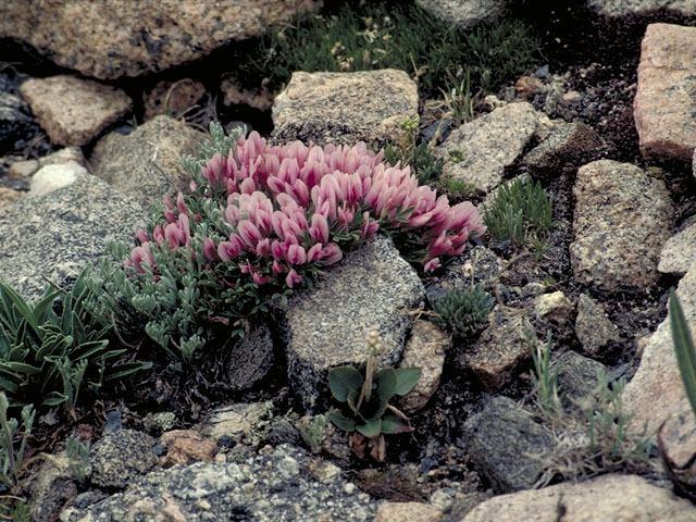 Trifolium nanum (Dwarf clover) #5514