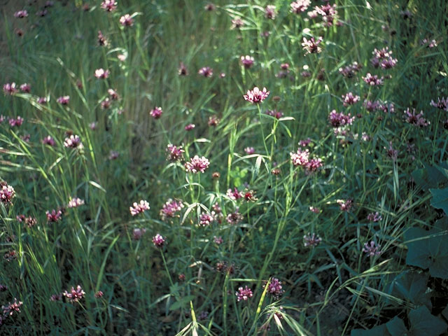Trifolium willdenovii (Tomcat clover) #5526