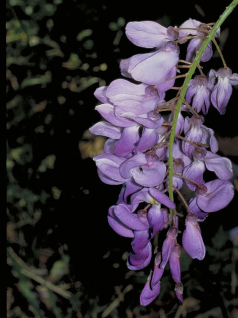 Wisteria frutescens (American wisteria) #5550