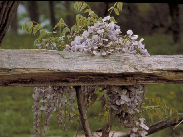 Wisteria frutescens (American wisteria) #5551