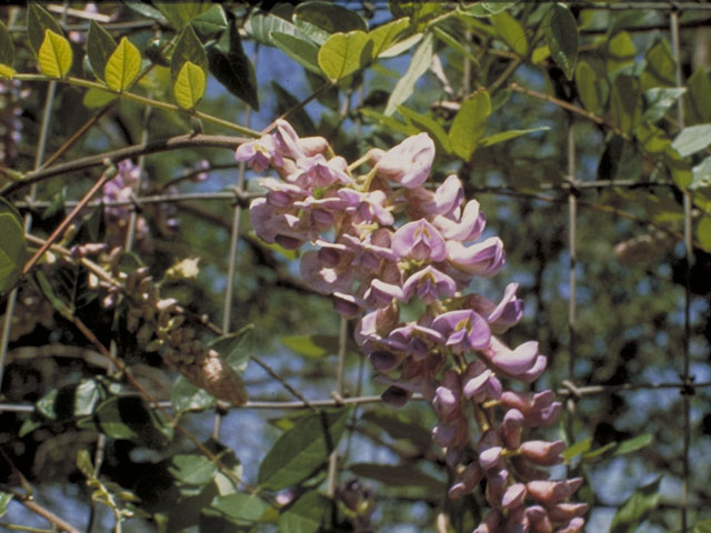 Wisteria frutescens (American wisteria) #5552