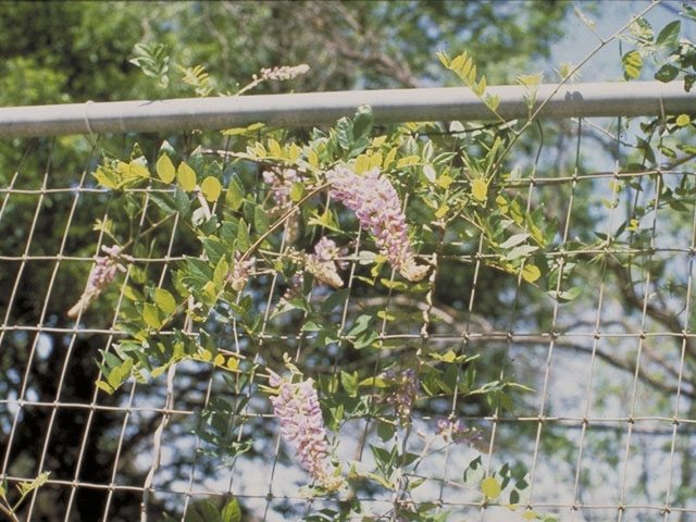 Wisteria frutescens (American wisteria) #5553