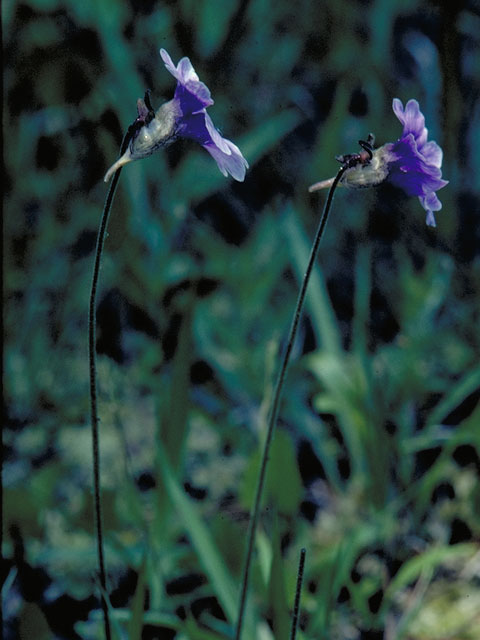 Pinguicula caerulea (Blue butterwort) #5557