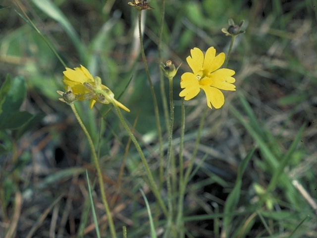Pinguicula lutea (Yellow butterwort) #5559