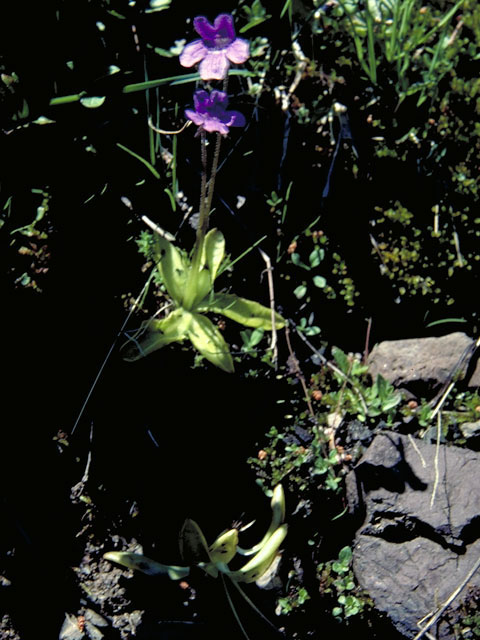 Pinguicula vulgaris (Common butterwort) #5562