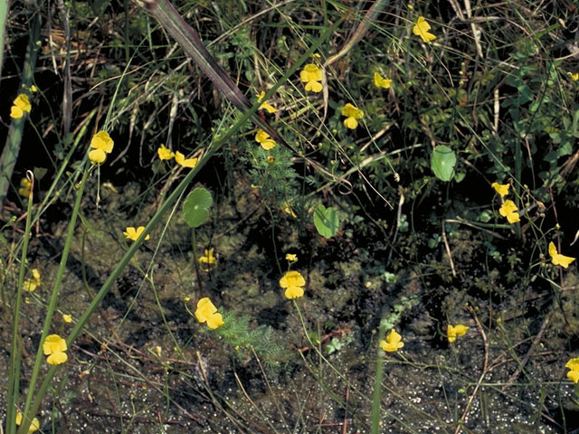 Utricularia subulata (Zigzag bladderwort) #5568