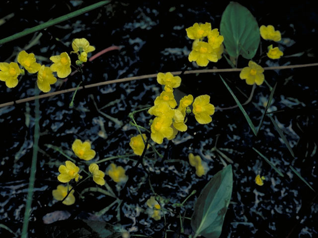Utricularia subulata (Zigzag bladderwort) #5569