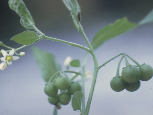 Solanum americanum (American black nightshade) #5598
