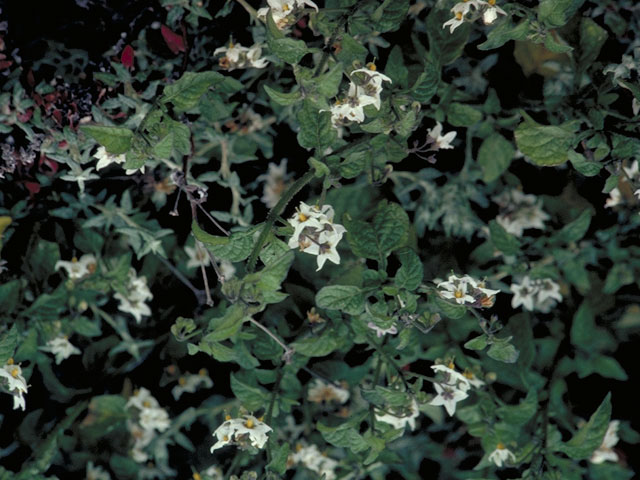 Solanum americanum (American black nightshade) #5599
