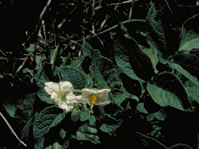 Solanum douglasii (Greenspot nightshade) #5610