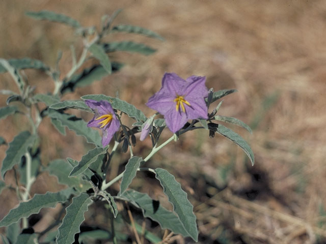 Solanum elaeagnifolium (Silverleaf nightshade) #5613