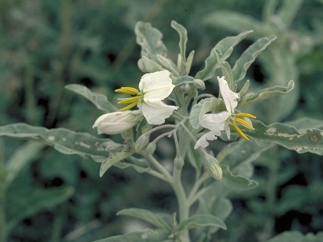Solanum elaeagnifolium (Silverleaf nightshade) #5614