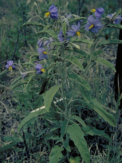 Solanum elaeagnifolium (Silverleaf nightshade) #5615