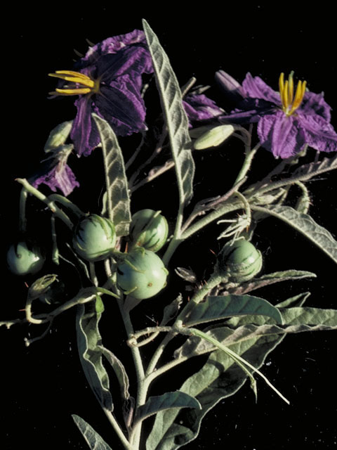 Solanum elaeagnifolium (Silverleaf nightshade) #5617