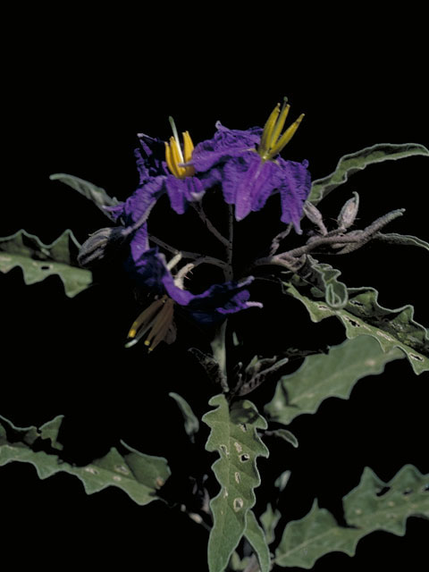 Solanum elaeagnifolium (Silverleaf nightshade) #5618