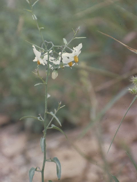 Solanum triquetrum (Texas nightshade) #5627