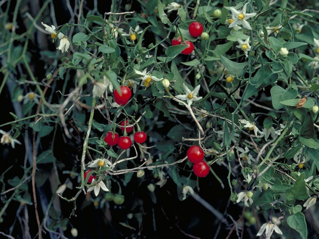 Solanum triquetrum (Texas nightshade) #5628