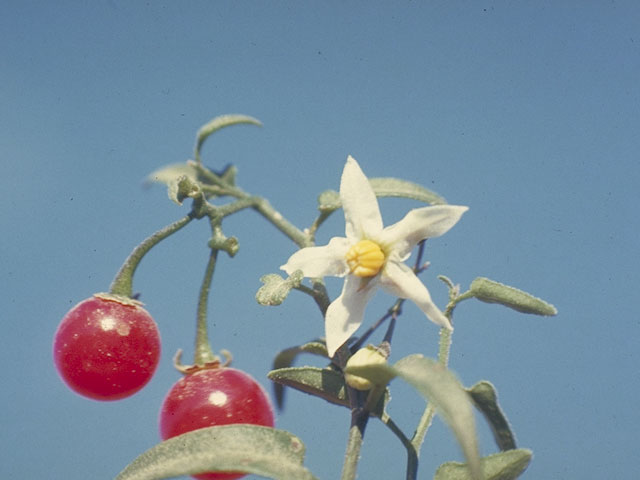 Solanum triquetrum (Texas nightshade) #5629