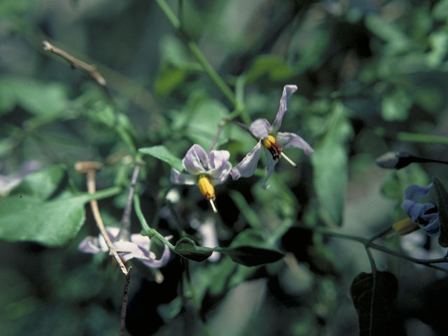 Solanum triquetrum (Texas nightshade) #5630