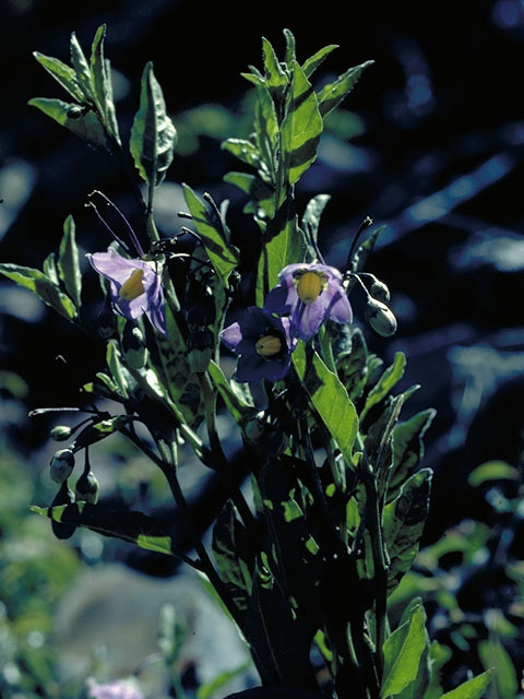 Solanum umbelliferum (Bluewitch nightshade) #5632