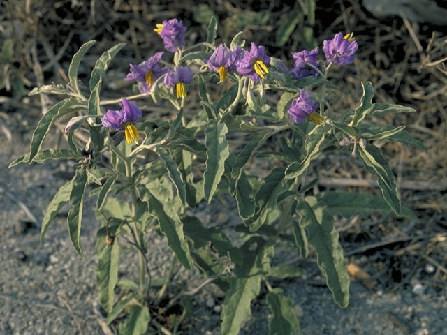 Solanum xanti (Chaparral nightshade) #5635