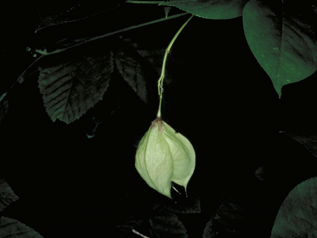 Staphylea trifolia (American bladdernut) #5639