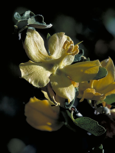Fremontodendron californicum (California flannelbush) #5644