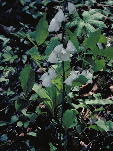 Halesia tetraptera var. monticola (Mountain silverbell) #5653