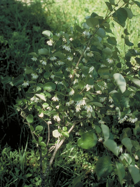 Styrax platanifolius ssp. texanus (Texas snowbell) #5661