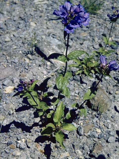 Penstemon procerus (Littleflower penstemon) #5680