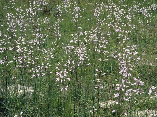 Penstemon tenuiflorus (Eastern whiteflower penstemon) #5725