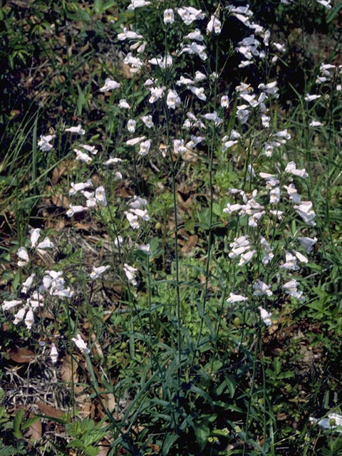 Penstemon tenuiflorus (Eastern whiteflower penstemon) #5726