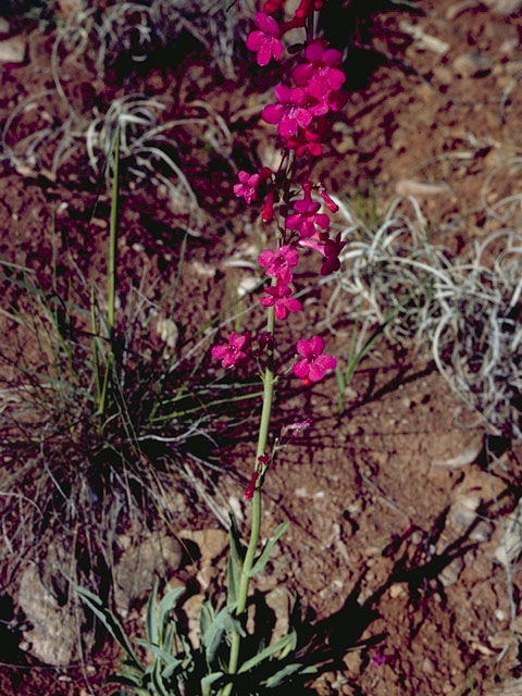 Penstemon utahensis (Utah penstemon) #5743