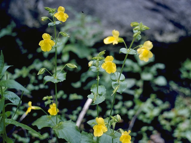 Mimulus guttatus (Yellow monkeyflower) #5765