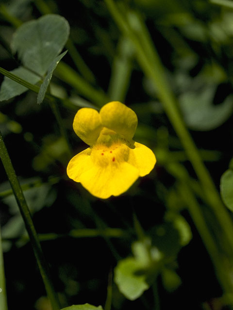 Mimulus guttatus (Yellow monkeyflower) #5767