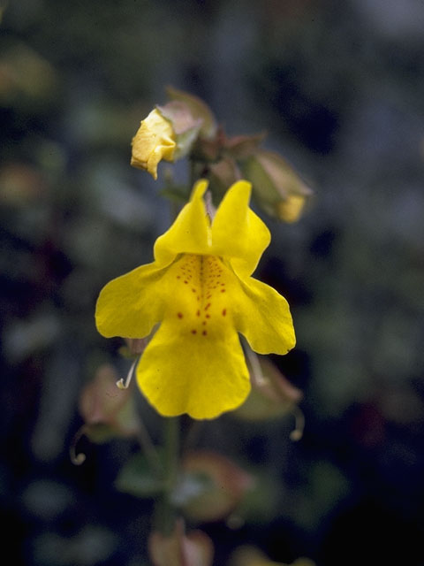 Mimulus guttatus (Yellow monkeyflower) #5768