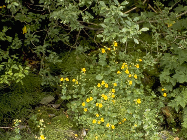 Mimulus guttatus (Yellow monkeyflower) #5770