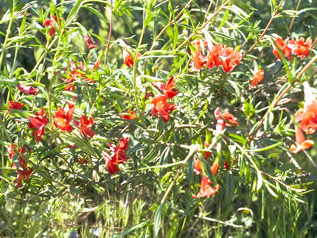 Diplacus puniceus (Red bush monkeyflower) #5796